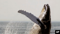FILE - A humpback whale breaches on Stellwagen Bank about 40 kilometers east of Boston, on Aug. 22, 2005. 