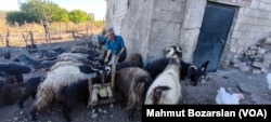 Köksalan köyünde yaşayan Osman Esen, yangından kurtulan keçilerini dışarı bırakmıyor.