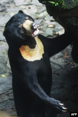 Seekor beruang madu di kandangnya di Kebun Binatang Hangzhou, provinsi Zhejiang, China, 1 Agustus 2023. Pengelola kebun binatang menangkis isu yang mengatakan bahwa beruang madu tersebut sebenarnya adalah manusia yang mengenakan kostum beruang. (AFP)