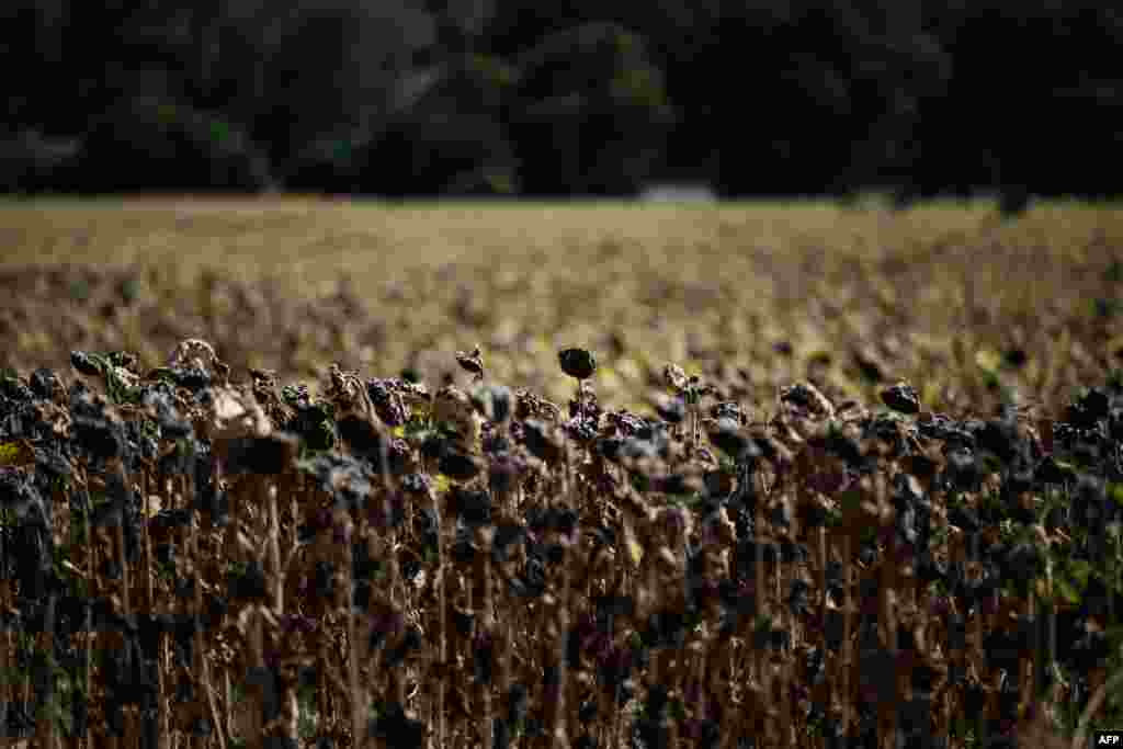 Burnt sunflowers are seen in a field during a heatwave in the suburbs of Puy Saint Martin village, southeastern France, where the temperature reached 43&deg;C.