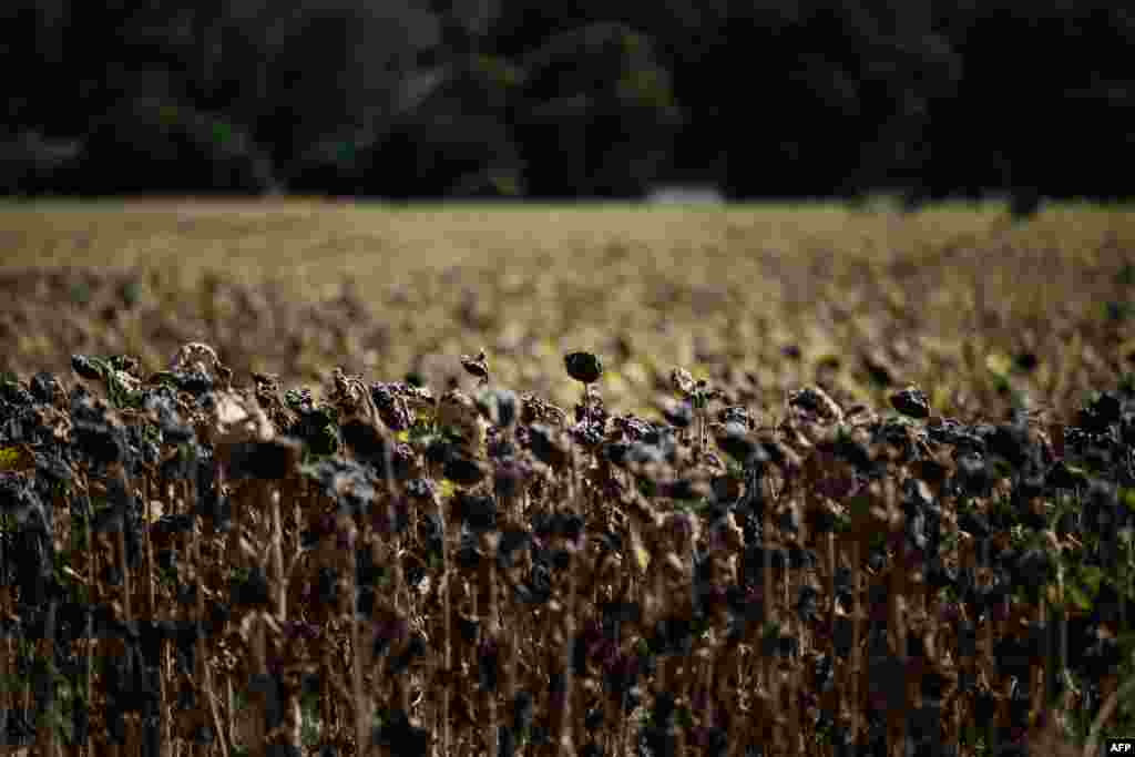 Burned sunflowers are seen in a field during a heatwave in the suburbs of Puy Saint Martin village, southeastern France, where the temperature reached 43&deg;C.