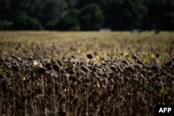 FILE - Burnt sunflowers are seen in a field during a heatwave in the suburbs of Puy Saint Martin village, southeastern France, Aug. 22, 2023, where the temperature reached 43°C.