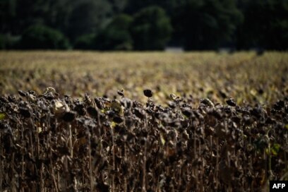 FILE - Burnt sunflowers are seen in a field during a heatwave in the suburbs of Puy Saint Martin village, southeastern France, Aug. 22, 2023, where the temperature reached 43°C.