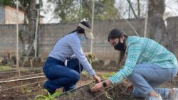 En Guatemala las mujeres incursionan en el campo con la misma fuerza de los hombres. 