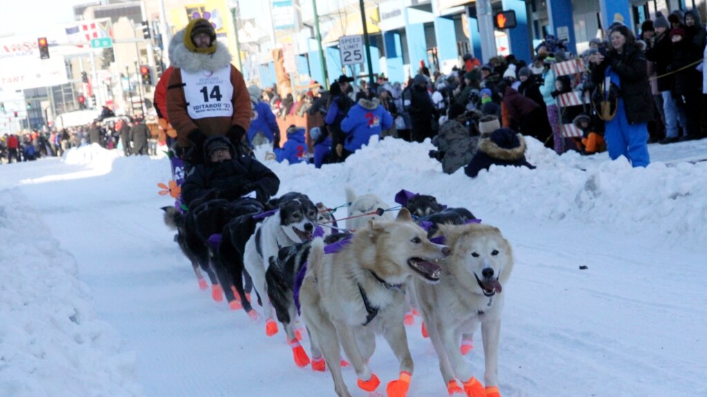 Heat Causes Issues during Alaska’s Famous Iditarod Race