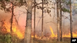 FILE - A prescribed burn takes place, April 5, 2023, in North Carolina.