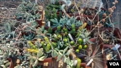 A range of succulents are seen at a botanical garden in the Western Cape, May 16, 2023. (Kate Bartlett/VOA)