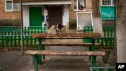 A dog rests on a table in a square at partially abandoned Chernobyl town, Ukraine, April 26, 2022.