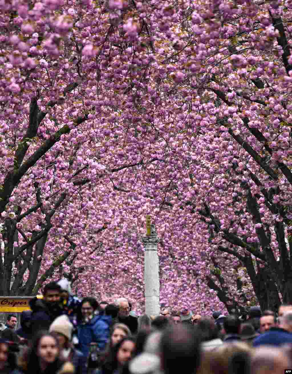 Pedestrians walk under blooming cherry trees at the Heerstrasse street in Bonn, western Germany.