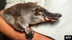 FILE - An undated handout photo from the Taronga Zoo on March 4, 2021, shows a platypus held in the arms of a zoo staff member. (AFP photo/Rick Stevens/Taronga Zoo)