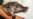 Platypus Returns to Australian National Park for First Time Since 1970s