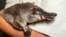 FILE - An undated handout photo from the Taronga Zoo on March 4, 2021, shows a platypus held in the arms of a zoo staff member. (AFP photo/Rick Stevens/Taronga Zoo)