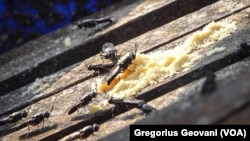 Lalat tentara hitam atau black soldier fly (BSF) (Hermetia illucens) milik Magalarva. (Foto: VOA/Gregorius Geovani)