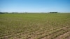 FILE - Soybean plants begin to show signs of growth at Mark Tuttle's soy farm in Somonauk, Illinois, May 30, 2024. 