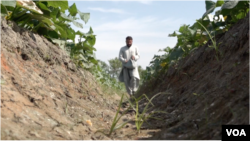 Hassebullah, a farmer in Laghman province, Afghanistan, says he and other farmers need help from the Taliban government if they are not going to be allowed to grow poppies.