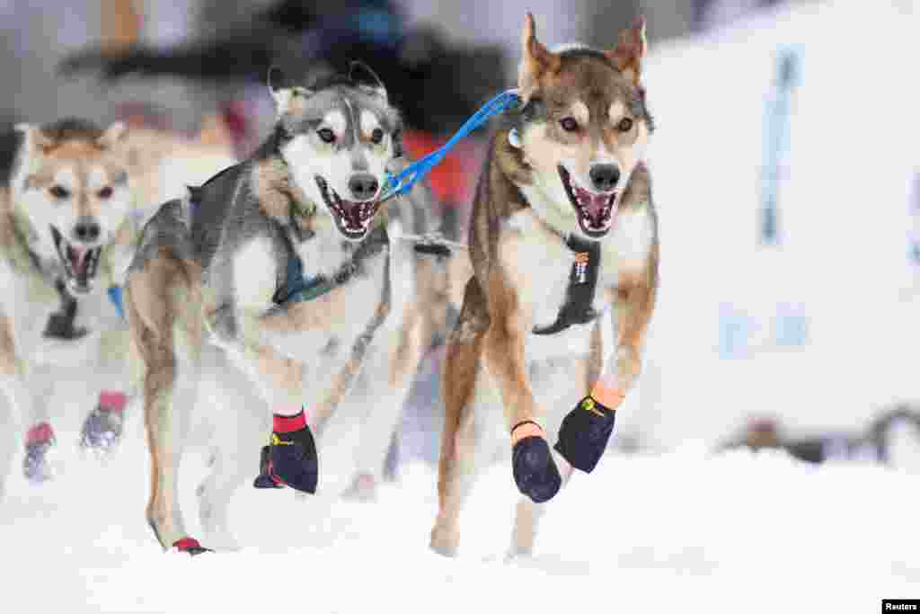 Wally Robinson&rsquo;s dog team during the official restart of the 52nd Iditarod Trail Sled Dog Race in Willow, Alaska.