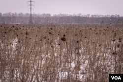 Sunflower wither and die in fields around the village of Nova Kozacha, Ukraine, Feb. 14, 2023. (Yan Boechat/VOA)