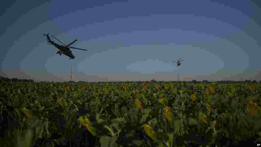 Ukrainian attack helicopters fly over a sunflower field in eastern Ukraine.