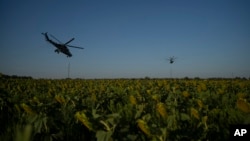 Ukrainian attack helicopters fly over a sunflower field in eastern Ukraine.