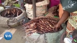 Menace de déforestation à cause du fumage de poisson au Congo