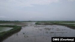 ကျောက်တော်မြို့နယ် ကြောင်ဖိုကျေးရွာမှာ ရေနစ်မြုပ်မှုကြောင့် ပျက်စီးသွားတဲ့ စပါးခင်း (သြဂုတ် ၂၀၂၃) (ဓာတ်ပုံ - DMG)