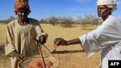 La gomme arabique du Soudan, qui représente 70% des exportations brutes mondiales, avait jusqu'à présent résisté à tout, des conflits au réchauffement climatique.