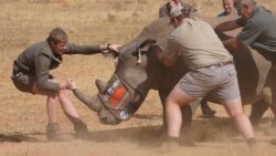 Seekor badak dibius sebelum sebuah lubang dibor ke culanya dan isotop dimasukkan dengan hati-hati, di sebuah pusat perawatan badak di provinsi Limpopo, Afrika Selatan, 25 Juni 2024.