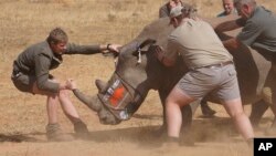 Seekor badak dibius sebelum sebuah lubang dibor ke culanya dan isotop dimasukkan dengan hati-hati, di sebuah pusat perawatan badak di provinsi Limpopo, Afrika Selatan, 25 Juni 2024.