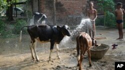 FILE - A villager sprays water on his livestock to protect them from heat in Ballia district, Uttar Pradesh state, India, June 19, 2023.