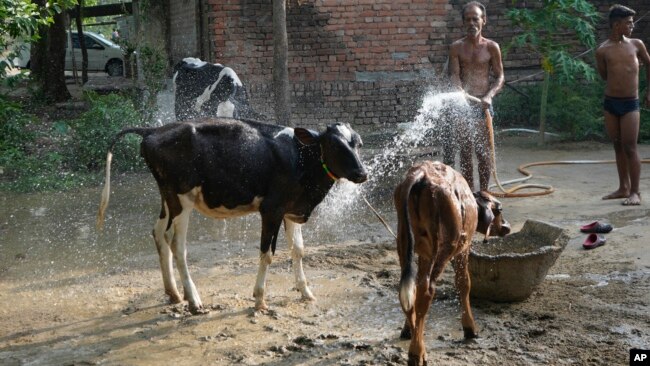 A villager sprays water on his livestock to protect them from heat in Ballia district, Uttar Pradesh state, India, June 19, 2023.
