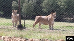 สิงโตที่ใช้ชีวิตอยู่ใน LIONSROCK Big Cat Sanctuary