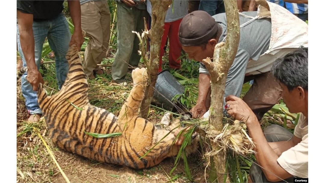 Seekor harimau Sumatra mati terkena jerat di Jorong Tikalak, Nagari Tanjung Beringin Selatan, Kecamatan Lubuk Sikaping, Kabupaten Pasaman, Provinsi Sumatra Barat. Selasa 16 Mei 2023. (Courtesy: BKSDA Sumbar)