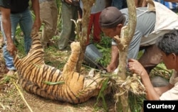 Seekor harimau Sumatra mati terkena jerat di Jorong Tikalak, Nagari Tanjung Beringin Selatan, Kecamatan Lubuk Sikaping, Kabupaten Pasaman, Provinsi Sumatra Barat. Selasa 16 Mei 2023. (Courtesy: BKSDA Sumbar)