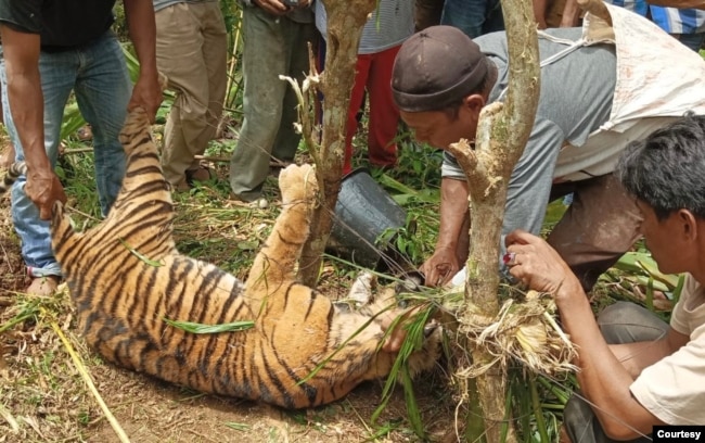 Seekor harimau Sumatra mati terkena jerat di Jorong Tikalak, Nagari Tanjung Beringin Selatan, Kecamatan Lubuk Sikaping, Kabupaten Pasaman, Provinsi Sumatra Barat. Selasa 16 Mei 2023. (Courtesy: BKSDA Sumbar)