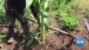 Malanje: Mudanças climáticas comprometem a produção agrícola