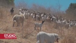 Kalifornija: Vještačka inteligencija i koze kao metode u prevenciji šumskih požara