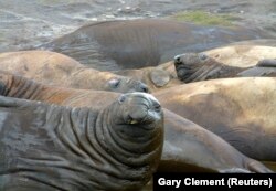 Sekelompok gajah laut berbaring di pantai dekat Port Stanley 16 Mei 2010. (Foto: REUTERS/Gary Clement)