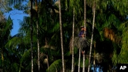 FILE - A worker involved in the production of acai climbs a palm tree to extract the fruit, in the community of Vila de Sao Pedro in the Bailique Archipelago, district of Macapa, state of Amapa, Brazil, Sept. 11, 2022.