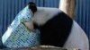 China akan Gantikan Panda Raksasa yang Populer di Australia
