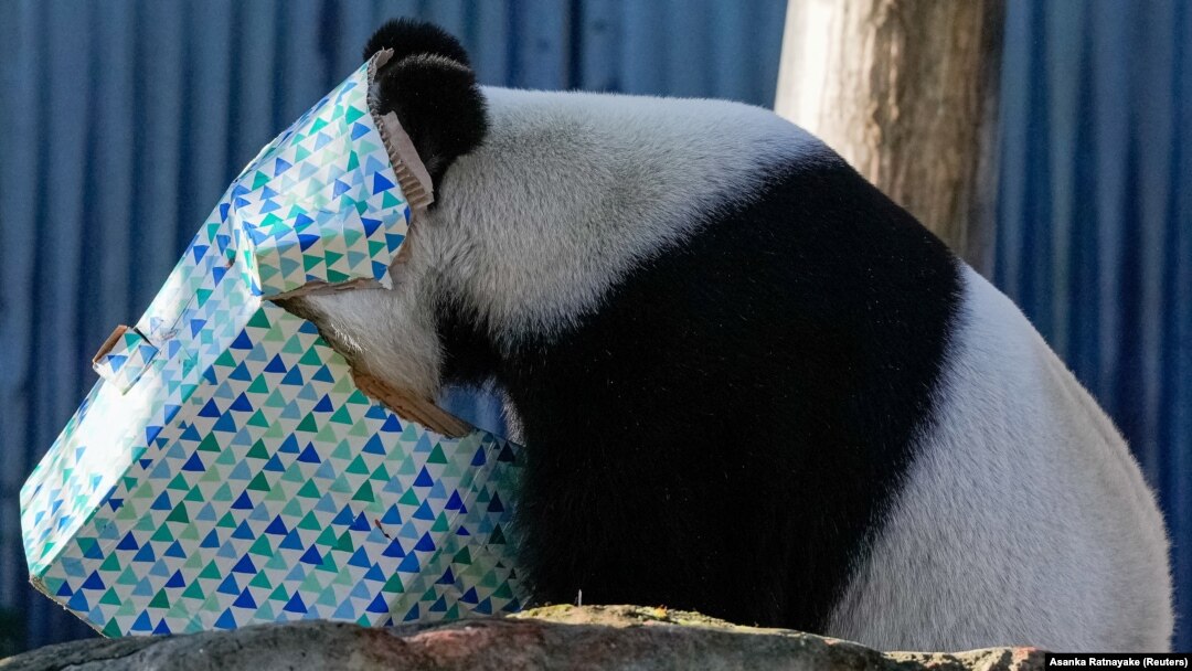 Wang Wang si Panda memasukkan kepalanya ke dalam kotak saat PM China Li Qiang mengunjungi Kebun Binatang Adelaide, Australia, 16 Juni 2024. (Foto: Asanka Ratnayake via REUTERS)