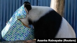 Wang Wang si Panda memasukkan kepalanya ke dalam kotak saat PM China Li Qiang mengunjungi Kebun Binatang Adelaide, Australia, 16 Juni 2024. (Foto: Asanka Ratnayake via REUTERS)