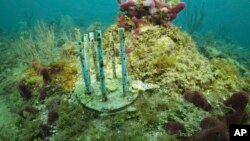 FILE - This July 26, 2023, image provided by phade® by WinCup, Inc., shows a 'Coral Fort,' made of biodegradable drinking straws off the coast of Fort Lauderdale, Fla.