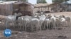 Dakar : pénurie des moutons de Tabaski