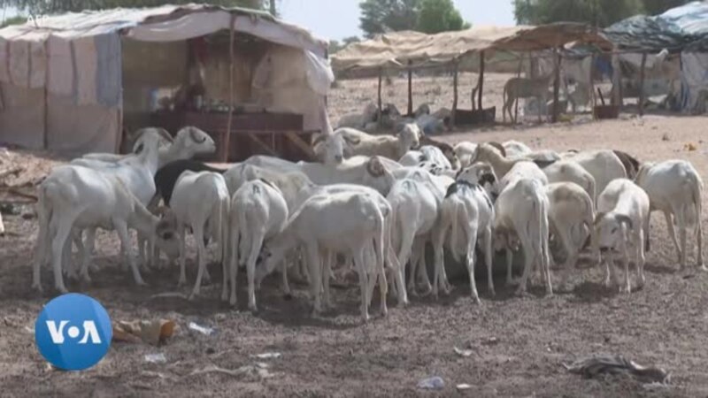 Dakar : pénurie des moutons de Tabaski