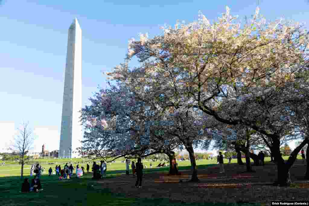Una vista del monumento de Washington conocido también como el obelisco cuando los árboles de cerezos se ecuentran en su punto máximo de floración.
