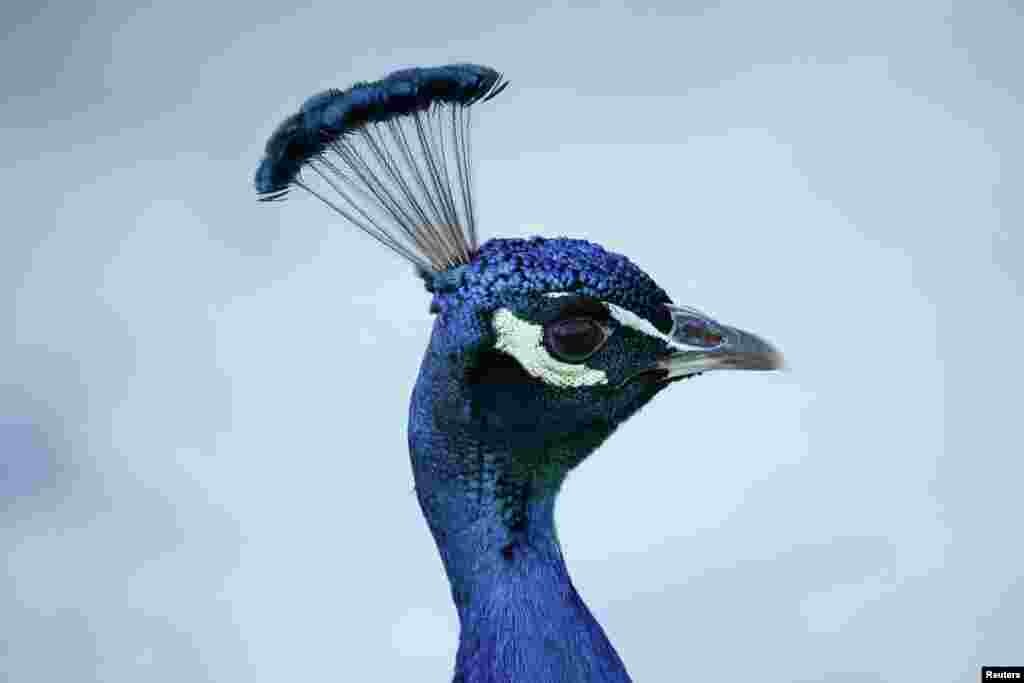 A peacock looks on at the Palace on the Isle in Royal Lazienki Park in Warsaw, Poland.