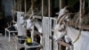 Kandang kambing di peternakan 'Little Goat Farm and Cheesery' di provinsi Nakhon Pathom, Thailand tengah, 13 Juni 2023. (Lillian SUWANRUMPHA/AFP)