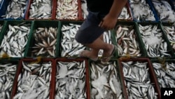 FILE - A man inspects newly caught fish at a market in Tacloban, Leyte, Philippines on Oct. 26, 2022. 