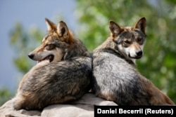 FILE - These endangered Mexican gray wolves rest at the Museo del Desierto in Saltillo, Mexico, July 1, 2020. (REUTERS/Daniel Becerril/File Photo)