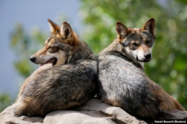 FILE - These endangered Mexican gray wolves rest at the Museo del Desierto in Saltillo, Mexico, July 1, 2020. (REUTERS/Daniel Becerril/File Photo)